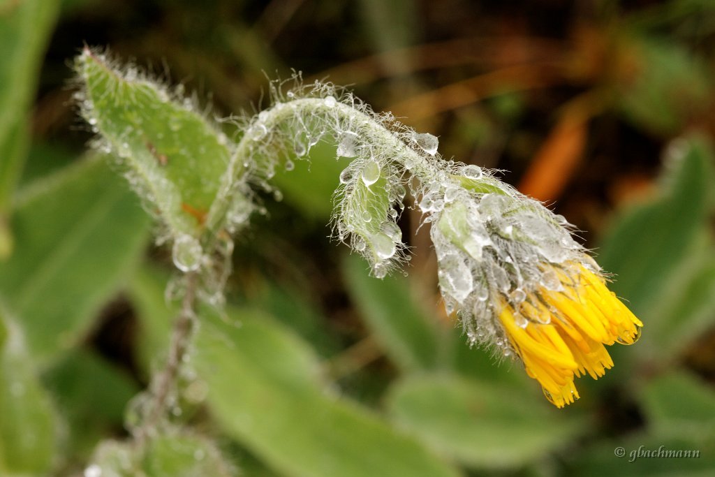 20090803_108_raw